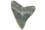 Fossil Megalodon Tooth - South Carolina #284260-1